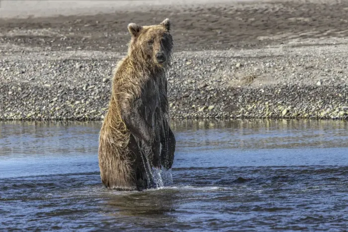 Framed Print : Grizzly bear standing while fishing, Lake Clark National Park and Preserve, Alaska Framed Print : Grizzly bear standing while fishing, Lake Clark National Park and Preserve, Alaska