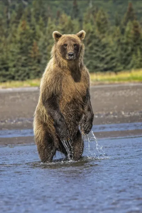 Framed Print : Grizzly bear standing, Lake Clark National Park and Preserve, Alaska