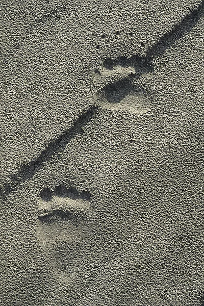 Grizzly Bear tracks along Alsek River, Tatshenshini-Alsek Provincial Wilderness Park