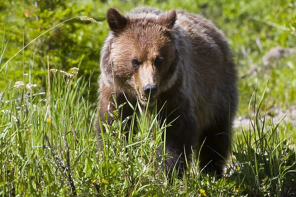 Grizzly bear (Ursus arctos horribilis), Moraine Lake, Banff National Park, Alberta