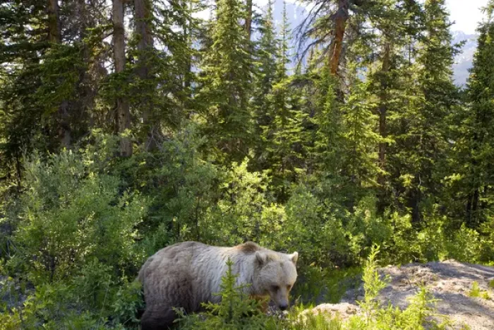 Framed Print : Grizzly bear (Ursus arctos horribilis), Moraine Lake, Banff National Park, Alberta Framed Print : Grizzly bear (Ursus arctos horribilis), Moraine Lake, Banff National Park, Alberta
