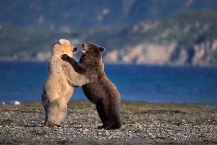 Framed Print : grizzly bear, Ursus horribilis, or brown bear, Ursus arctos, rare blonde (white)
