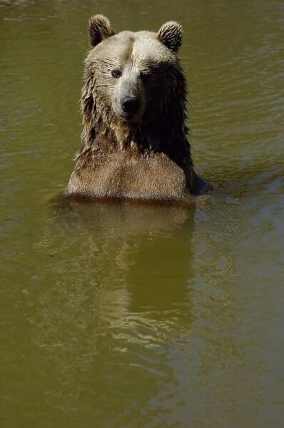 Grizzly Bear (Ursus horribilis) Bear World, Wyoming. USA