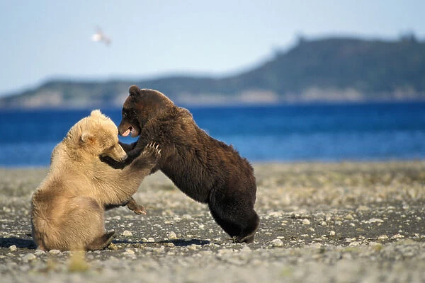 grizzly bear, Ursus horribilis, or brown bear, Ursus arctos, rare blond (white) bear