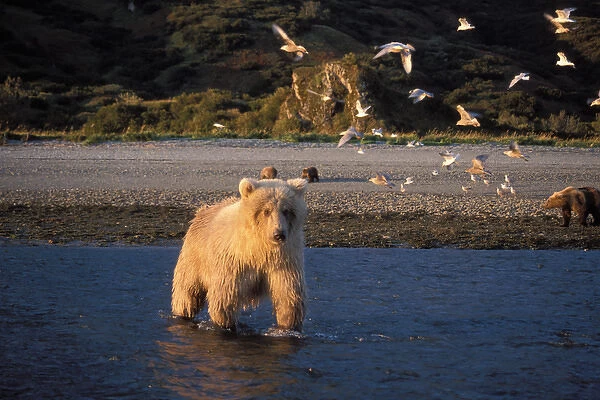 grizzly bear, Ursus horribilis, or brown bear, Ursus arctos, fishing for salmon along