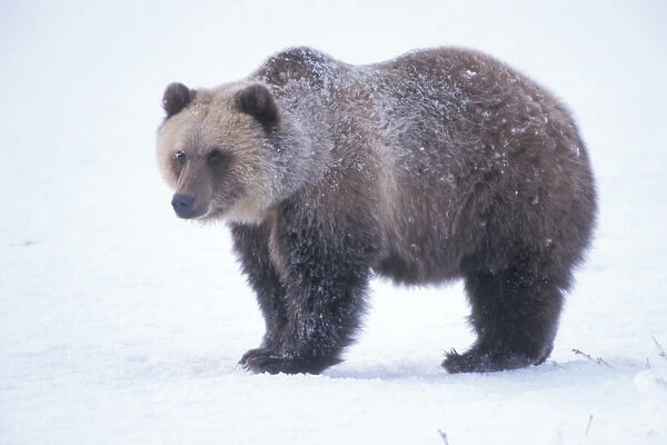 grizzly bear, Ursus horribils, brown bear, Ursus arctos, on the North Slope of the Brooks Range