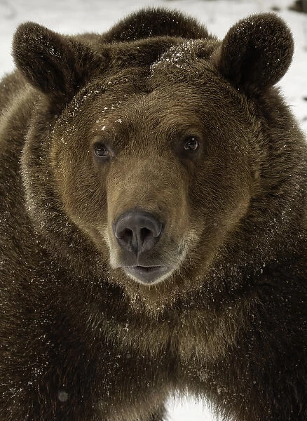 Grizzly Bear in winter, Ursus arctos, (Captive) Montana