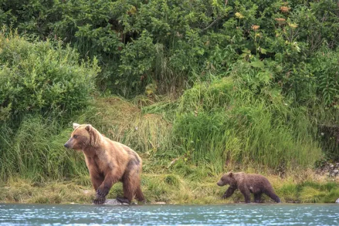 Framed Print : Grizzly Bears. Also called Brown Bears. McNeil River State Game Sanctuary and refuge Framed Print : Grizzly Bears. Also called Brown Bears. McNeil River State Game Sanctuary and refuge