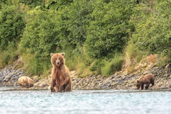 Framed Print : Grizzly Bears. Also called Brown Bears. McNeil River State Game Sanctuary and refuge