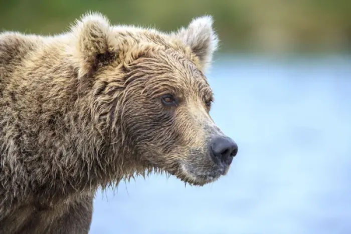Framed Print : Grizzly Bears. Also called Brown Bears. McNeil River State Game Sanctuary and refuge