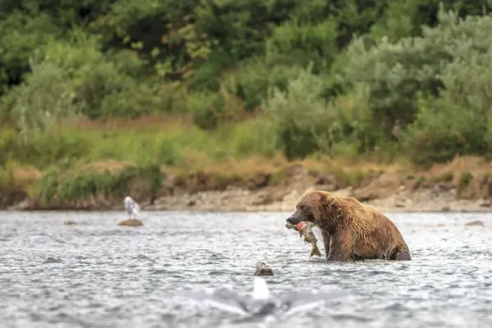 Framed Print : Grizzly Bears. Also called Brown Bears. McNeil River State Game Sanctuary and refuge