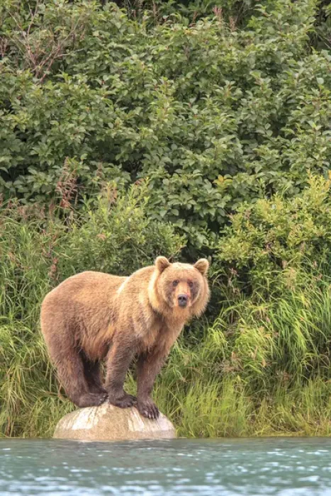 Framed Print : Grizzly Bears. Also called Brown Bears. McNeil River State Game Sanctuary and refuge
