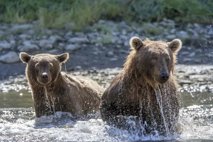 Framed Print : Grizzly Bears. Also called Brown Bears. McNeil River State Game Sanctuary and refuge