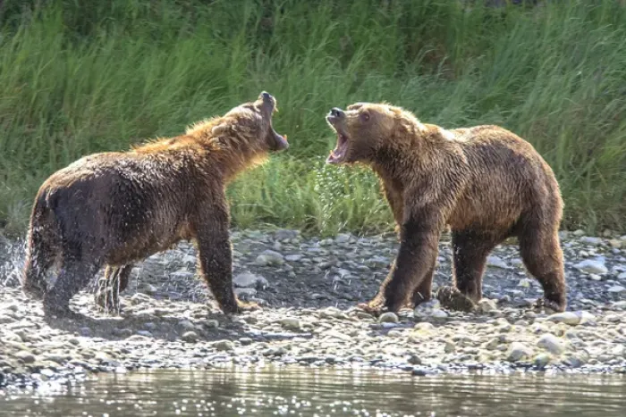 Framed Print : Grizzly Bears. Also called Brown Bears. McNeil River State Game Sanctuary and refuge Framed Print : Grizzly Bears. Also called Brown Bears. McNeil River State Game Sanctuary and refuge