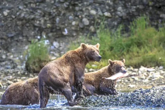 Framed Print : Grizzly Bears. Also called Brown Bears. McNeil River State Game Sanctuary and refuge