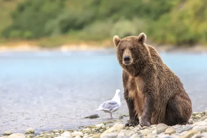Framed Print : Grizzly Bears. Also called Brown Bears. McNeil River State Game Sanctuary and refuge