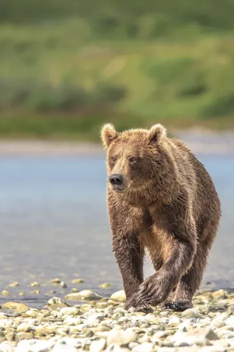 Framed Print : Grizzly Bears. Also called Brown Bears. McNeil River State Game Sanctuary and refuge