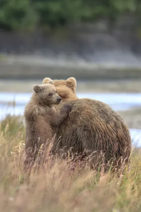 Framed Print : Grizzly Bears. Also called Brown Bears. McNeil River State Game Sanctuary and refuge