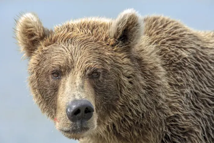 Framed Print : Grizzly Bears. Also called Brown Bears. McNeil River State Game Sanctuary and refuge
