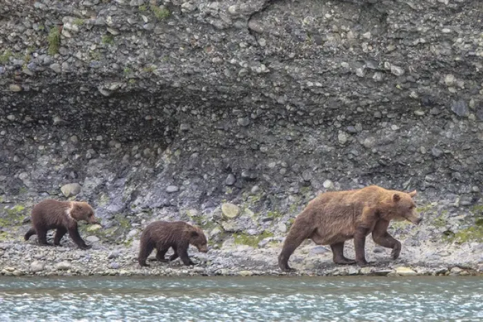 Framed Print : Grizzly Bears. Also called Brown Bears. McNeil River State Game Sanctuary and refuge