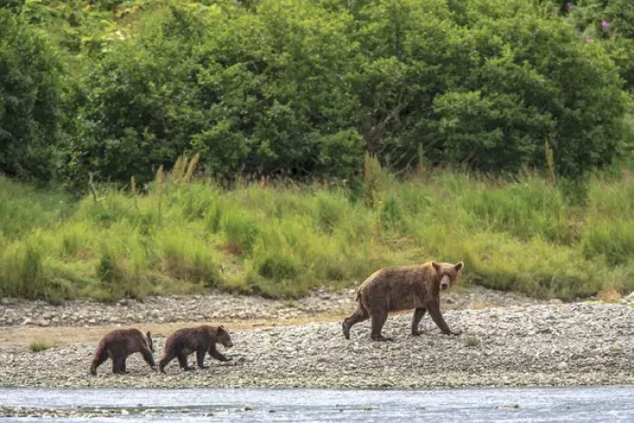 Framed Print : Grizzly Bears. Also called Brown Bears. McNeil River State Game Sanctuary and refuge Framed Print : Grizzly Bears. Also called Brown Bears. McNeil River State Game Sanctuary and refuge