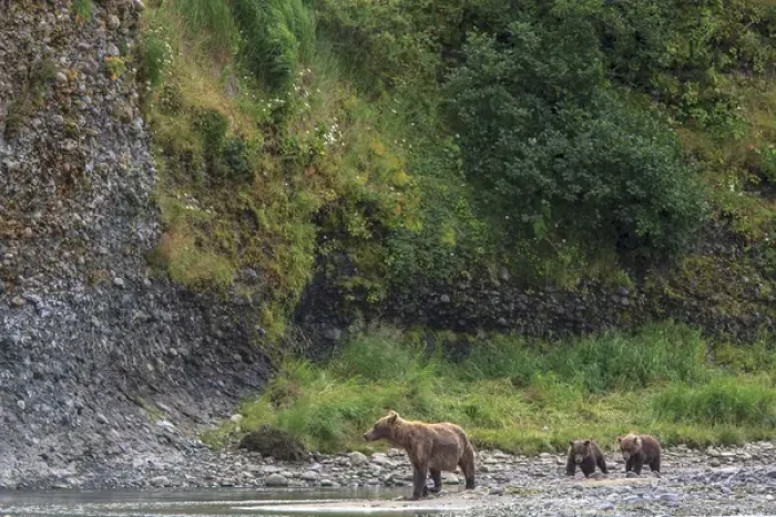 Framed Print : Grizzly Bears. Also called Brown Bears. McNeil River State Game Sanctuary and refuge