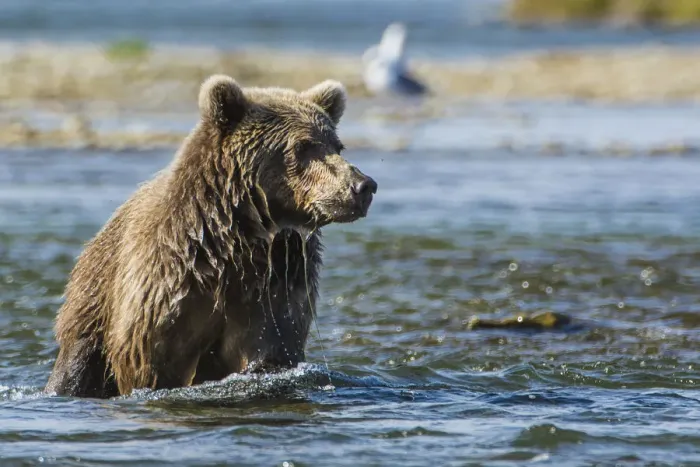 Framed Print : Grizzly or brown bear (Ursus arctos), Moraine Creek (River), Katmai National Park and Reserve Framed Print : Grizzly or brown bear (Ursus arctos), Moraine Creek (River), Katmai National Park and Reserve