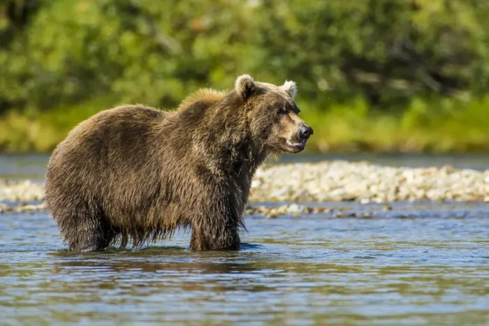 Framed Print : Grizzly or brown bear (Ursus arctos), Moraine Creek (River), Katmai National Park and Reserve Framed Print : Grizzly or brown bear (Ursus arctos), Moraine Creek (River), Katmai National Park and Reserve