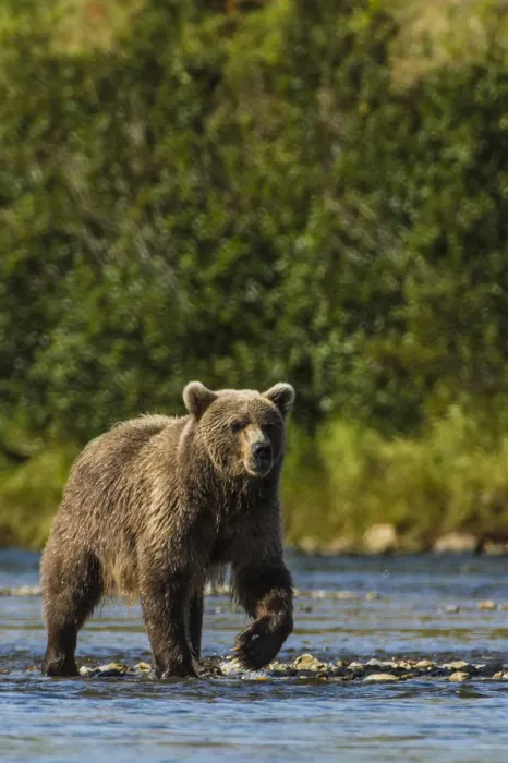 Framed Print : Grizzly or brown bear (Ursus arctos), Moraine Creek (River), Katmai National Park and Reserve