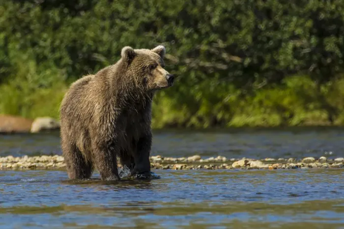 Framed Print : Grizzly or brown bear (Ursus arctos), Moraine Creek (River), Katmai National Park and Reserve Framed Print : Grizzly or brown bear (Ursus arctos), Moraine Creek (River), Katmai National Park and Reserve