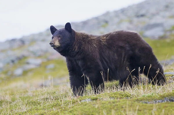 Grizzly Colored Black Bear