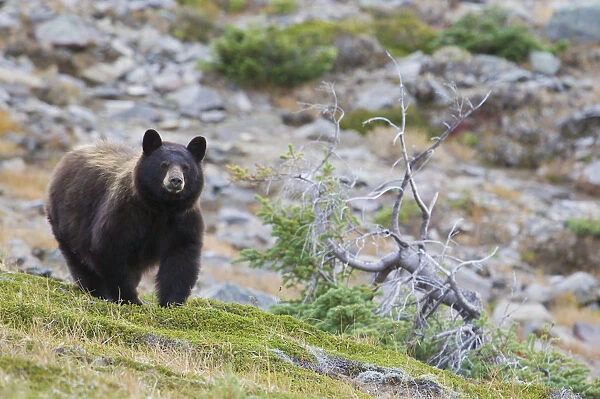 Grizzly Colored Black Bear