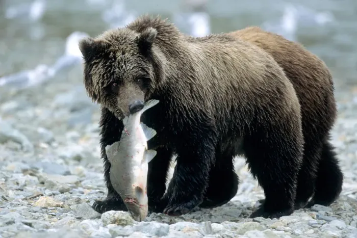Framed Print : Grizzly Cub carrying Salmon in his Mouth, U. S. A. Alaska, Katmai Peninsula Framed Print : Grizzly Cub carrying Salmon in his Mouth, U. S. A. Alaska, Katmai Peninsula
