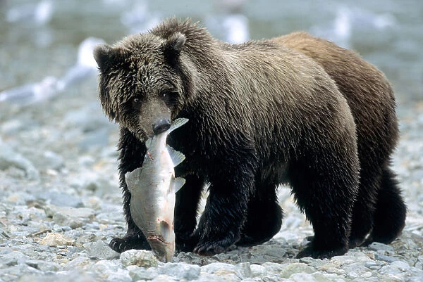 Grizzly Cub carrying Salmon in his Mouth, U. S. A. Alaska, Katmai Peninsula