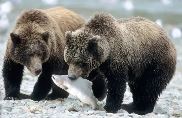 Framed Print : Two Grizzly Cubs, One with Salmon in Mouth on River Bank, U. S. A. Alaska, Katmai Peninsula