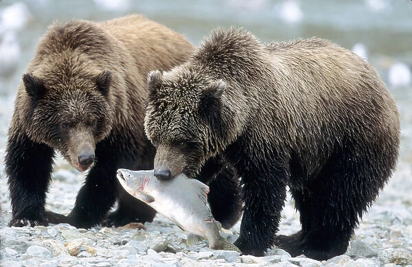 Two Grizzly Cubs, One with Salmon in Mouth on River Bank, U. S. A. Alaska, Katmai Peninsula