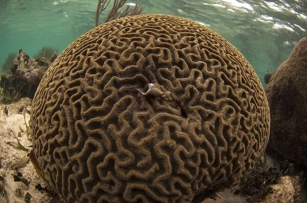 Grooved Brain Coral (Diploria labyrinthiformis) Coral Reef Island, Belize Barrier Reef