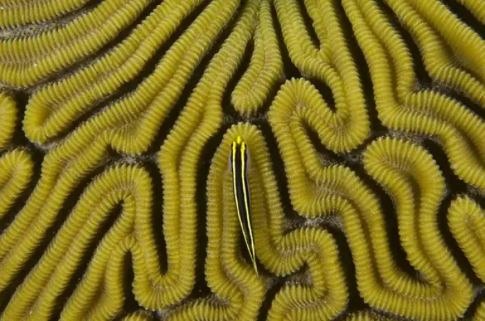 Framed Print : Grooved Brain Coral (Diploria labyrinthiformis) & Yellownose Goby (Elacatinus randalii)