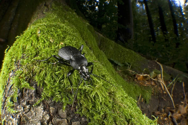 Ground beetle (Calosoma inquisitor), Switzerland. The species is found in northern Africa