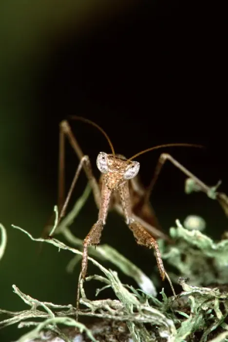 Framed Print : Ground Mantis Litaneutria sp Southern texas