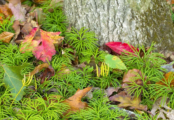 Ground pine, Lycopodium obscurum, Jefferson National Forest, Virginia