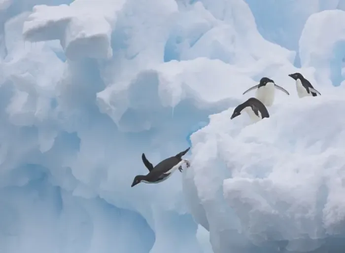 Framed Print : A group of adelie penguins leap off the edge of the iceberg they were resting Framed Print : A group of adelie penguins leap off the edge of the iceberg they were resting