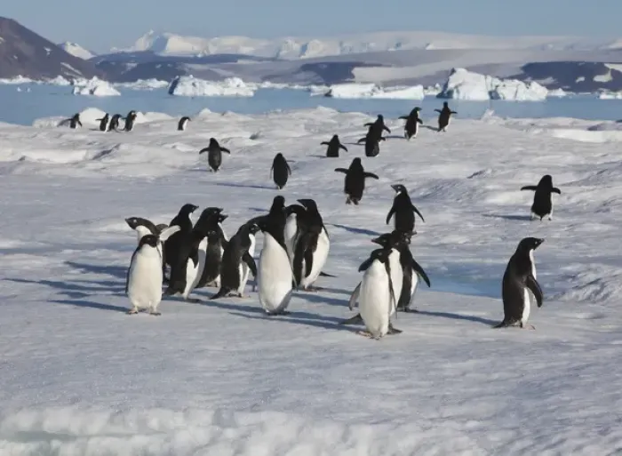 Framed Print : A group of adelie penguins loaf on sea ice near their colony on Devil Island