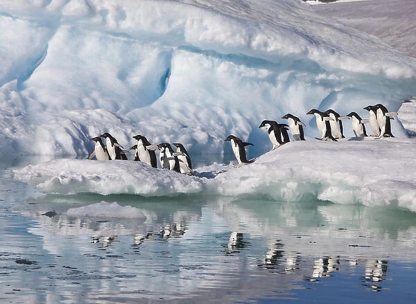 A group of adelie penguins run along the edge of an iceberg and jump into the sea