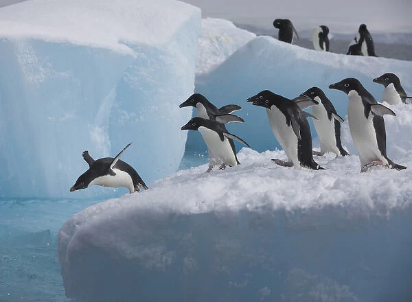 A group of adelie penguins run towards the edge of the iceberg they are resting