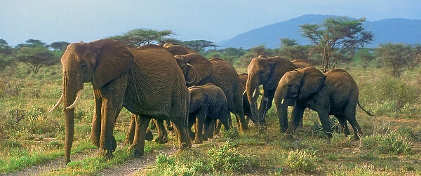 Group of African Bush Elephants on the Move in Samburu National Reserve, Kenya