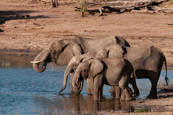 A group of African elephants, Loxodonta Africana, drinking. Chobe National Park, Kasane, Botswana
