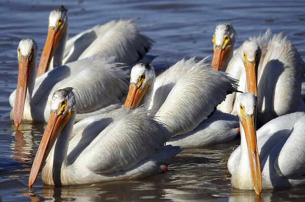 Group of Ameican White Pelicans, Summer Lake, National Wildlife Refige, Oregon, USA