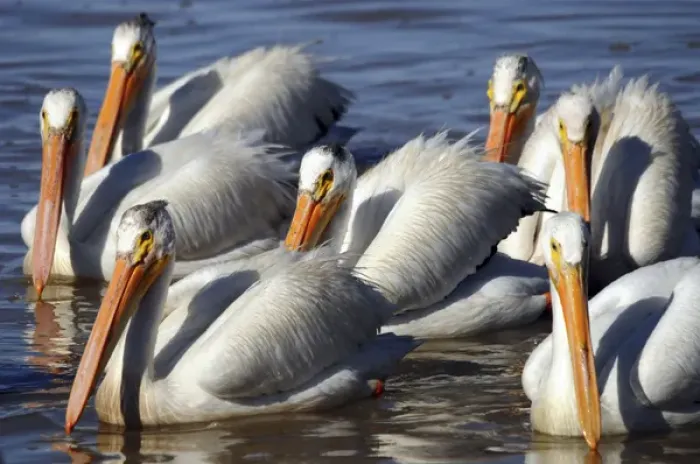 Framed Print : Group of Ameican White Pelicans, Summer Lake, National Wildlife Refige, Oregon, USA