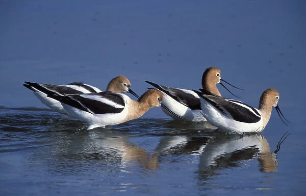 A group of American Avocets, Recurvirostra americana, in a salt water pool on Antelope